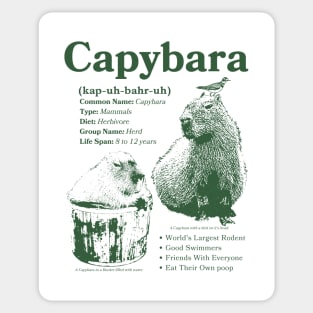 Vintage Capybara Infographic Sticker